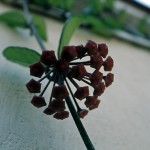 Bud