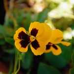 Yellow Thought