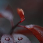 Nature Macro 2
