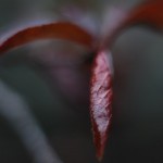 Nature Macro 4