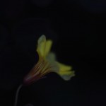 Nature Macro 6