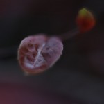 Nature Macro 11