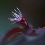 Nature Macro 12