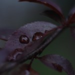 Nature Macro 19